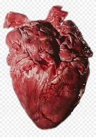 Make it bloody, make it stone as long as my heart returns home. Brook Heart Corazon Real Imagine Human Brokenmyheart Heart Organ Clipart 1757913 Pikpng