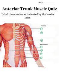 So we really needed to show that. Muscle Labeling Worksheets Teaching Resources Tpt