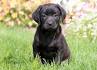 Labrador Retriever Puppies for Sale - Adoptapet