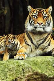 Highlife Pursuit Tiger Photography Tiger Wallpaper Tiger Pictures