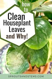 An effective houseplant cleaner is your dishwashing liquid, diluted, and used in a spray bottle. How To Clean Your Plants Leaves To Keep Them Healthy Plant Care Houseplant House Plant Care House Plants