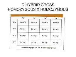 In an experiment with drosophila eye colour purple/red and wing shape normal/vestigial you. Homozygous And Heterozygous Dihybrid Cross