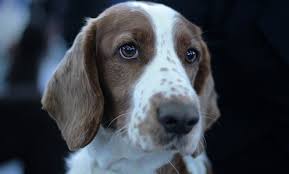 Luckily hiccups in dogs are usually harmless. Can Dogs Get Hiccups Canna Pet