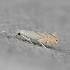 Image result for Phyllonorycter leucographellus