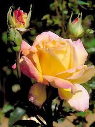 Discover meilland's garden roses collection. Rosier The Moderne Madame A Meilland Rosa The Moderne Le Jardin Du Pic Vert