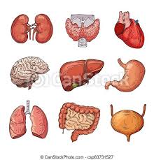 Human body parts vector set. Human Internal Organs Cartoon Brain And Heart Liver And Kidneys Vector Body Parts Isolated Illustration Of Human Organ Canstock
