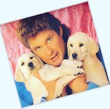 Share the best gifs now >>> Even The Hoff Loves Paws On Main Of Nyack Pet Grooming Facebook