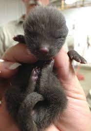 A Pile Of Arctic Fox Pups For Como Zoo Zooborns