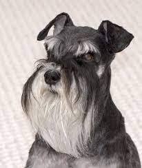 18.08.2019 · schnauzers grow long facial hair. Miniature Schnauzer Dog With Long Hair Schnauzer Schnauzer Dogs Miniature Schnauzer Dogs
