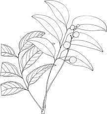 Image result for Rhynchosia tricuspidata