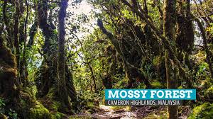 Inform your host before arrival, and he will arrange it for you. The Mossy Forest Of Gunung Brinchang Cameron Highlands Malaysia The Poor Traveler Itinerary Blog