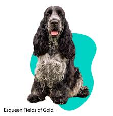 Image result for anglický kokršpaněl