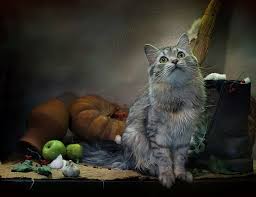 One of the rarest species of wild cats, the african golden cat occurs in the rainforest of west and central africa. Hd Wallpaper Cat Look Leaves Animal Apples Web Pumpkin Burlap Garlic Wallpaper Flare