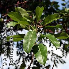 Image result for Ficus virens