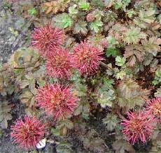 Image result for Parquetina calophylla