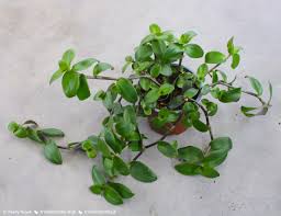 Image result for Cyanotis speciosa