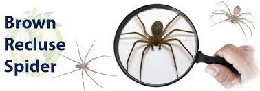 How To Get Rid Of Brown Recluse Spiders Classic Insulation Pest Control