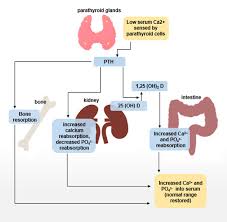 Normal Calcium Levels What Is A High Calcium Level Normal And High Calcium Level Symptoms Treatment Diagnosis Ucla