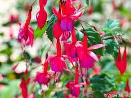 Image result for Onagraceae