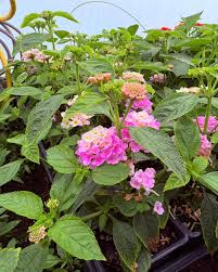 Image result for Lantana rugosa