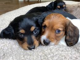 I am tim, a certified breeder of registered akc and ckc miniature dachshunds for more than 45 years now. Lil Ruffhouse