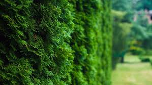 Emerald green arborvitae is a cultivar of thuja occidentalis and is an evergreen tree or large shrub. Tree Care Tips For The Tree Of Life Arborvitae Arbor Day Blog