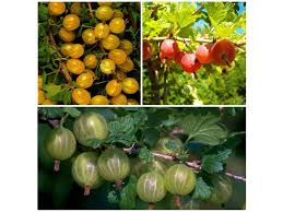 Am besten werden stachelbeeren im herbst nach der ernte oder im winter geschnitten [foto die erntezeit liegt bei stachelbeeren zwischen juni und august [foto: Stachelbeeren 3 Straucher Je Rot Gelb Und Grun Hohe Ertrage Suss Sauerlich Winterhart Lidl De