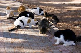 Im folgenden informieren wir sie über ablauf, folgen und kosten einer kastration sowie über den richtigen zeitpunkt, um einen kater zu kastrieren. Sollte Ich Meine Katze Kastrieren Lassen Zooplus Katzenmagazin
