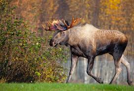 No antibiotics, no hormones, ever. Exotic Meat Market Offers Exotic Meats Since 1989