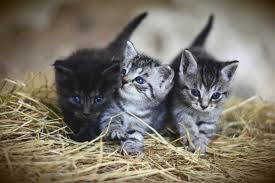 Stud tail is most often seen in intact male cats because male hormones encourage increased secretion of sebum. Cat Time Stud Tail In Cats Symptoms Causes Treatments Homesitters Ltd