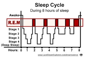 sleep dream cycle and the circadian and ultradian rhythm