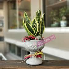 Ama çok soğuk bir havada dayanıklılığı ne yazık ki çok iyi değildir. Sansevieria Kilic Cicegi Cicek Diyari 1979
