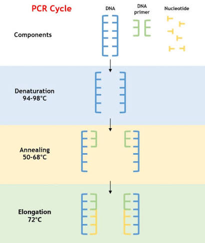 PCR