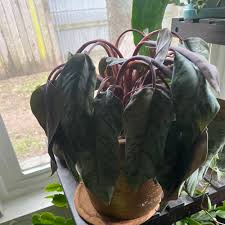 Image result for Flabellariopsis acuminata