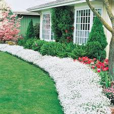 Perennial spring and summer flowers. Spring Hill Nurseries White Flowers Snow In Summer Cerastium Multi Pack Live Bare Root Perennial Plants 3 Pack 82505 The Home Depot