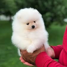 Teacup Pomeranian Puppies For Adoption Very Proud To Announce We Have A Beautiful Litter Of Fawn Akc Registered Teacup Teacuppomeranianpuppy Teacup Pomeran 2020 Pomeranian Yavrusu Yavru Kopek Bina