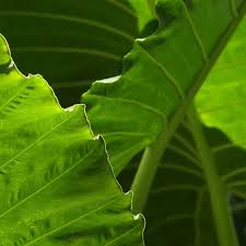 Image result for Ozoroa longipes