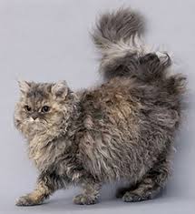There's also many variations on the moon manicure. Selkirk Rex Cats Pet Health Insurance Tips