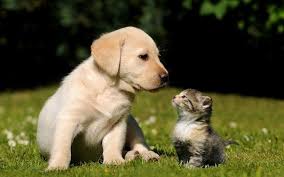 Hier vindt u bureaubladachtergronden binnen de categorie dieren. Hd Katten Wallpapers En Foto S Retriever Puppy Schattige Kittens Katten
