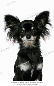 They can often be problematic with young children as well. Chihuahua Longhaired Black And Tan Stock Photos And Images Agefotostock