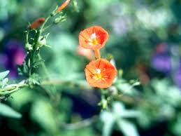 Image result for Ipomoea hederifolia