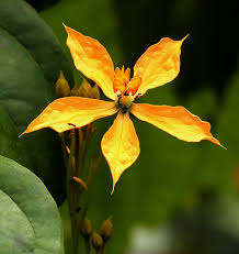 Image result for Cogniauxia