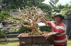 Pin Di Bonsai From Malaysia