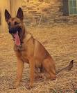 Belgian Malinois Dog Breed Information, Pictures ...