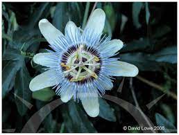Pin On Flowers