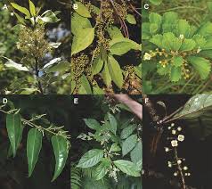 Image result for Embelia welwitschii