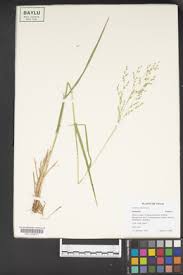 Image result for Panicum coloratum