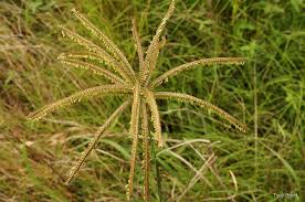 Image result for Chloris gayana