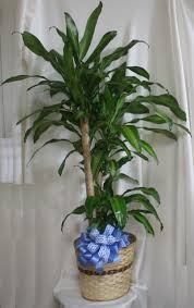 Requiring low light and moderate watering, corn plant houseplants are easy to care for and make beautiful additions to any home. Large Dracaena Mass Cane Corn Plant Tree