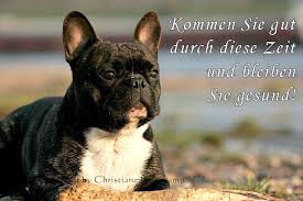 08.11.2020 ∙ tiere suchen ein zuhause ∙ wdr fernsehen. Internationaler Klub Fur Franzosische Bulldoggen E V Ikfb Aktuelels Und Updates